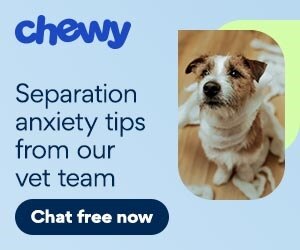 Separation Anxiety Tips from CWAV Dog